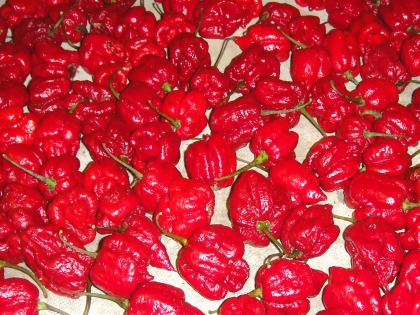 Carolina Reaper