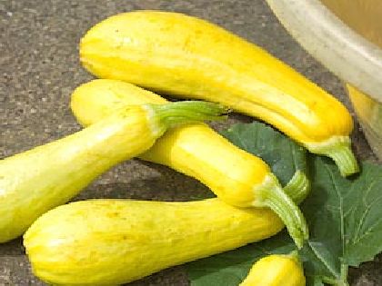 Early Polific Yellow Squash