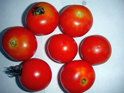 Large Red Cherry