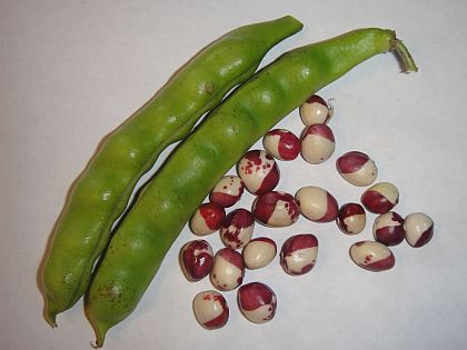 Res Speckled Fall Bean